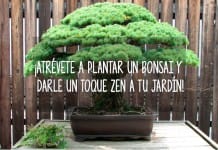 ¡Atrévete a plantar un bonsái y darle un toque zen a tu jardín! bonsai jardin