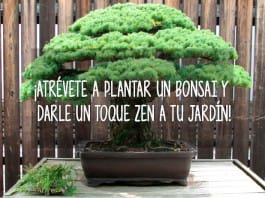¡Atrévete a plantar un bonsái y darle un toque zen a tu jardín! bonsai jardin