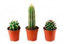Decorar con cactus es la opción para ahorrar tiempo en cuidar el jardín cactus jardin