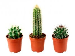 Decorar con cactus es la opción para ahorrar tiempo en cuidar el jardín cactus jardin