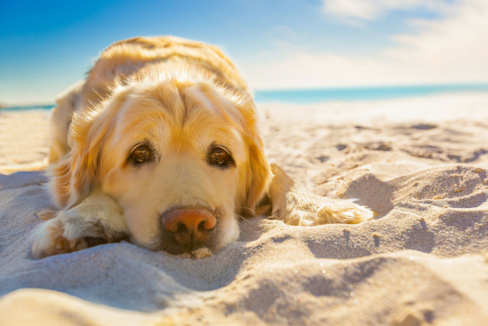 perro-descansando-en-la-playa